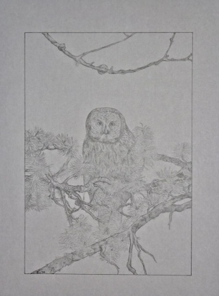 Owl