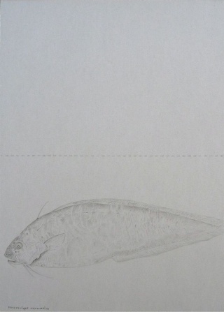 Muraenolepis Marmoratus, Moray Eel