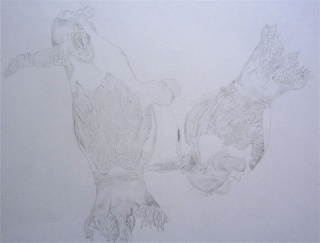 Nudibranches