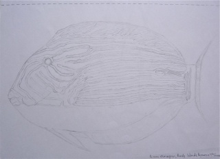 Poisson Chirurgien