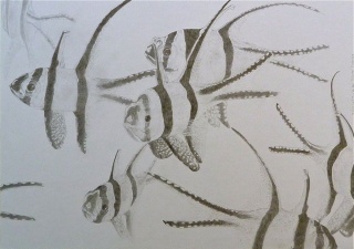 Banggai Cardinal Fishes