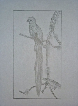 Quetzal