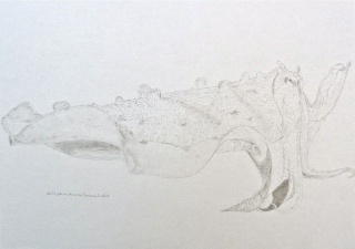 Cuttlefish